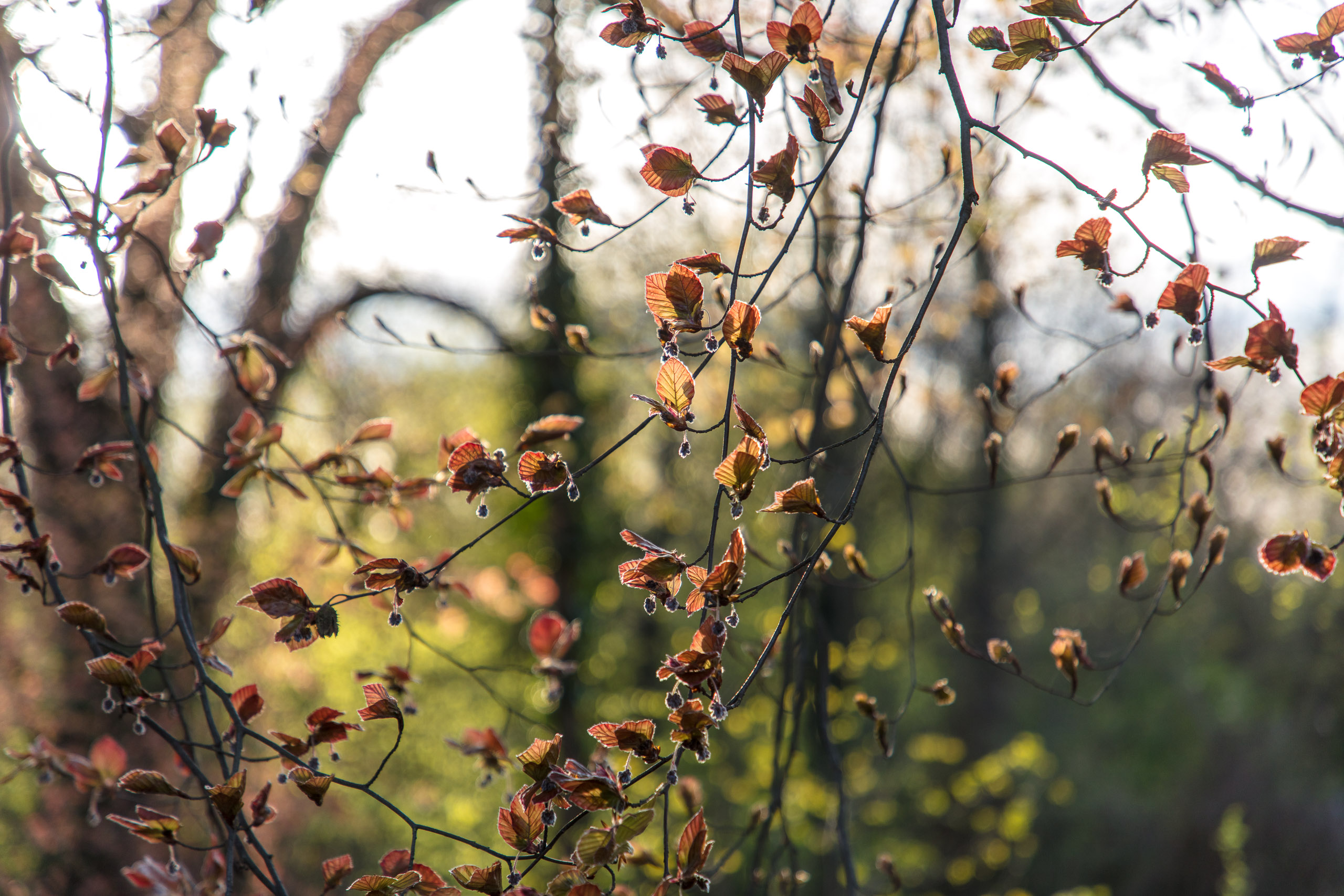 20180414190606 DP014957